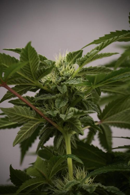 SOUR DIESEL-The Ascension of a Legend. Week 9 - Sour Diesel 