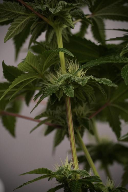 SOUR DIESEL-The Ascension of a Legend. Week 9 - Sour Diesel 