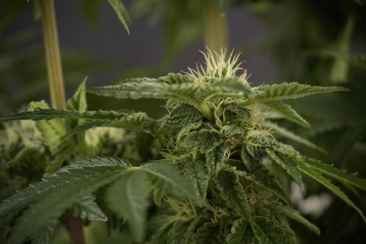 SOUR DIESEL-The Ascension of a Legend. Week 9 - Sour Diesel 