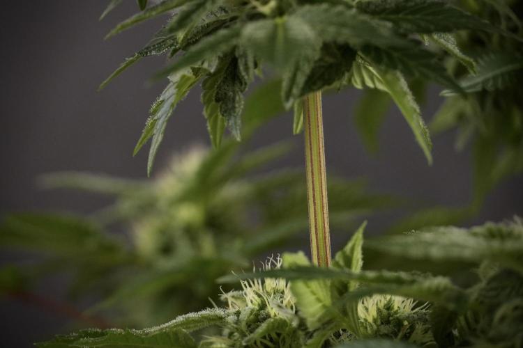 SOUR DIESEL-The Ascension of a Legend. Week 9 - Sour Diesel 