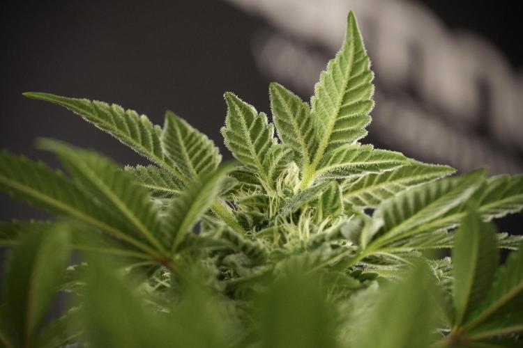 SOUR DIESEL-The Ascension of a Legend. Week 9 - Sour Diesel 