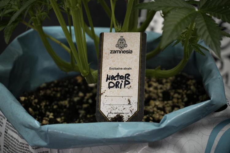 TicaL X Zamnesia-NectarDrip pack#268/750. Week 10 - Nectar Drip no Veg 12/12 from seed 