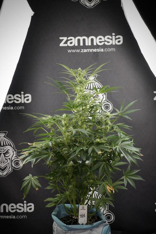 TicaL X Zamnesia-NectarDrip pack#268/750. Week 10 - Nectar Drip no Veg 12/12 from seed 