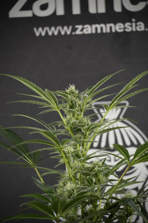 TicaL X Zamnesia-NectarDrip pack#268/750. Week 10 - Nectar Drip no Veg 12/12 from seed 