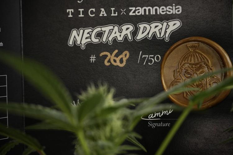TicaL X Zamnesia-NectarDrip pack#268/750. Week 10 - Nectar Drip no Veg 12/12 from seed 