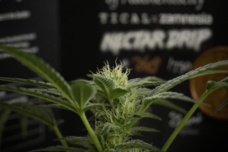 TicaL X Zamnesia-NectarDrip pack#268/750. Week 10 - Nectar Drip no Veg 12/12 from seed 