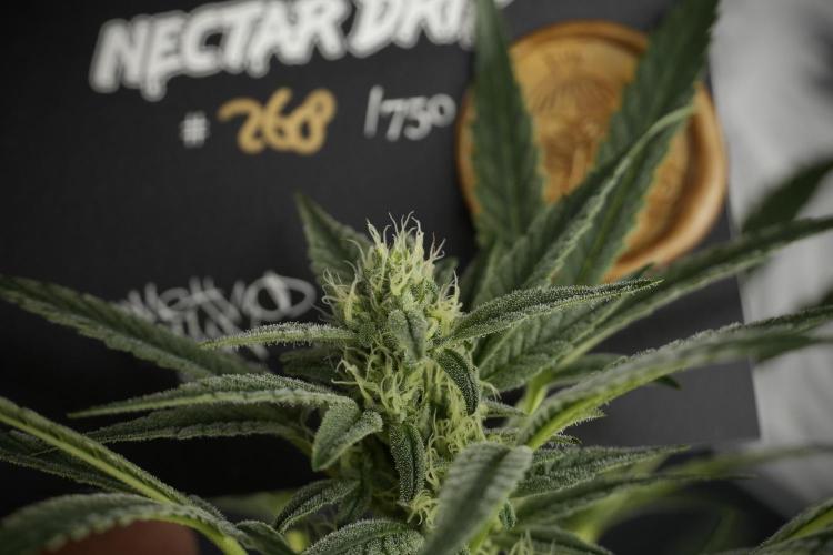 TicaL X Zamnesia-NectarDrip pack#268/750. Week 10 - Nectar Drip no Veg 12/12 from seed 