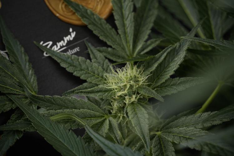 TicaL X Zamnesia-NectarDrip pack#268/750. Week 10 - Nectar Drip no Veg 12/12 from seed 
