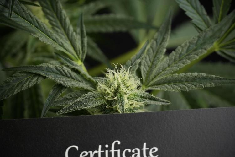 TicaL X Zamnesia-NectarDrip pack#268/750. Week 10 - Nectar Drip no Veg 12/12 from seed 