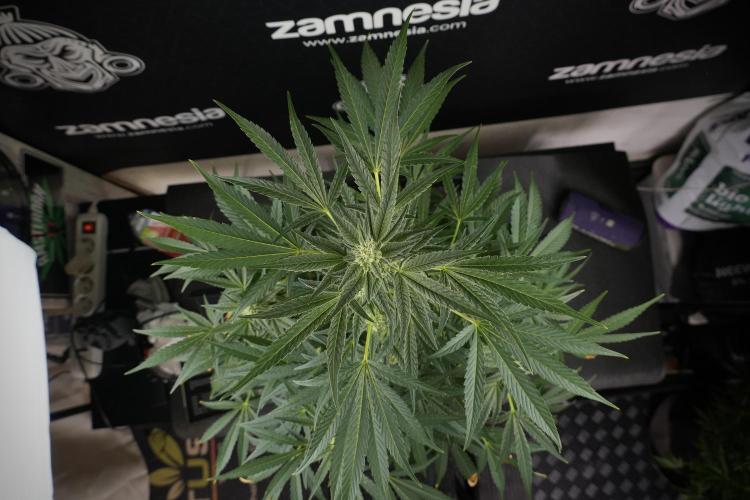 TicaL X Zamnesia-NectarDrip pack#268/750. Week 10 - Nectar Drip no Veg 12/12 from seed 