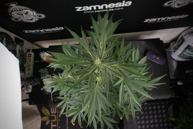 TicaL X Zamnesia-NectarDrip pack#268/750. Week 10 - Nectar Drip no Veg 12/12 from seed 