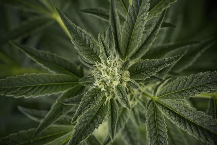 TicaL X Zamnesia-NectarDrip pack#268/750. Week 10 - Nectar Drip no Veg 12/12 from seed 