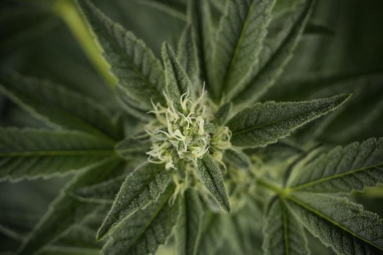 TicaL X Zamnesia-NectarDrip pack#268/750. Week 10 - Nectar Drip no Veg 12/12 from seed 