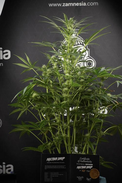 TicaL X Zamnesia-NectarDrip pack#268/750. Week 10 - Nectar Drip no Veg 12/12 from seed 