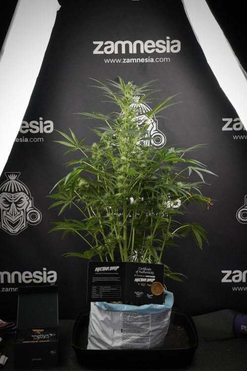 TicaL X Zamnesia-NectarDrip pack#268/750. Week 10 - Nectar Drip no Veg 12/12 from seed 