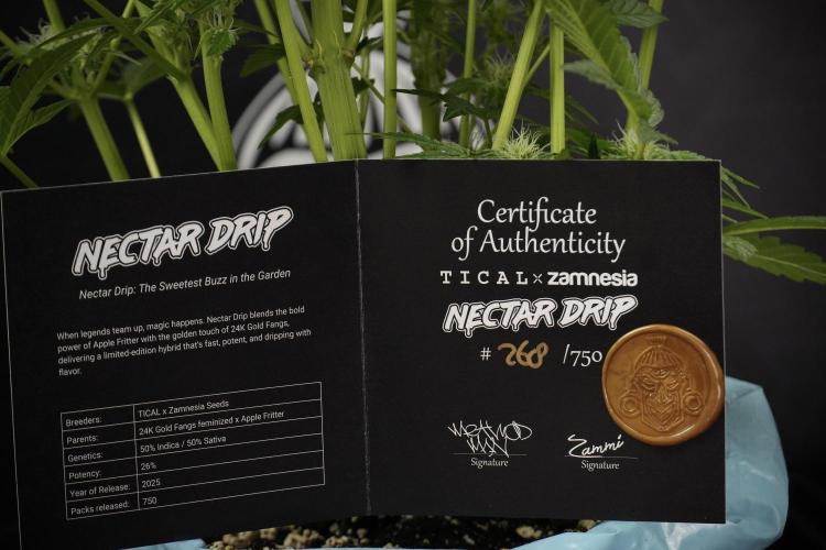 TicaL X Zamnesia-NectarDrip pack#268/750. Week 10 - Nectar Drip no Veg 12/12 from seed 