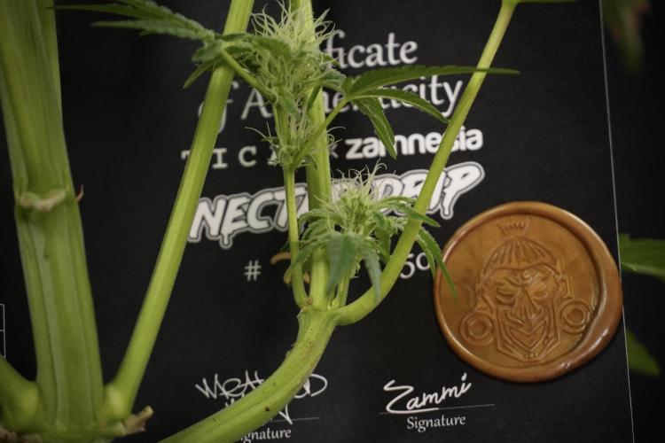 TicaL X Zamnesia-NectarDrip pack#268/750. Week 10 - Nectar Drip no Veg 12/12 from seed 