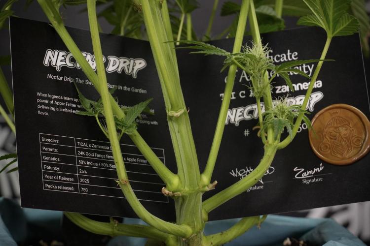 TicaL X Zamnesia-NectarDrip pack#268/750. Week 10 - Nectar Drip no Veg 12/12 from seed 