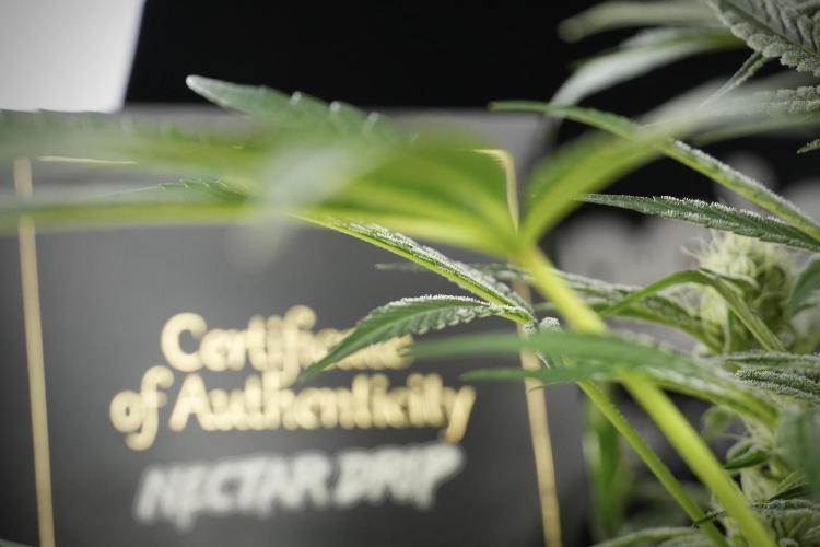 TicaL X Zamnesia-NectarDrip pack#268/750. Week 10 - Nectar Drip no Veg 12/12 from seed 