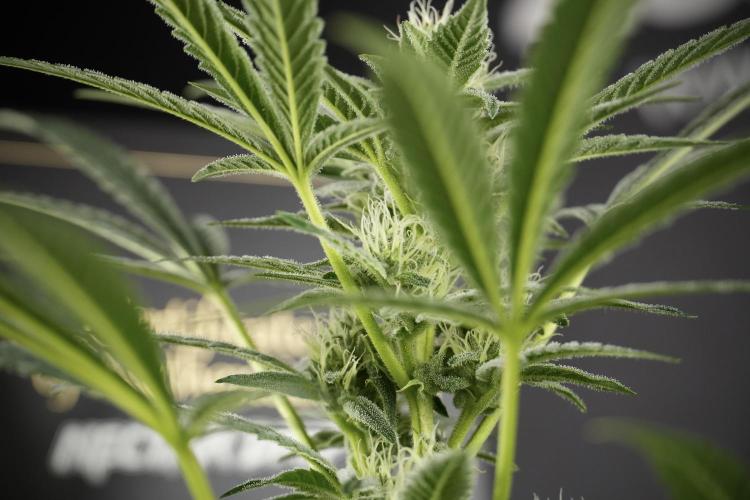 TicaL X Zamnesia-NectarDrip pack#268/750. Week 10 - Nectar Drip no Veg 12/12 from seed 