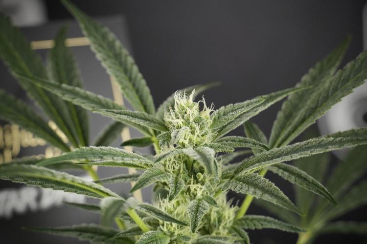 TicaL X Zamnesia-NectarDrip pack#268/750. Week 10 - Nectar Drip no Veg 12/12 from seed 