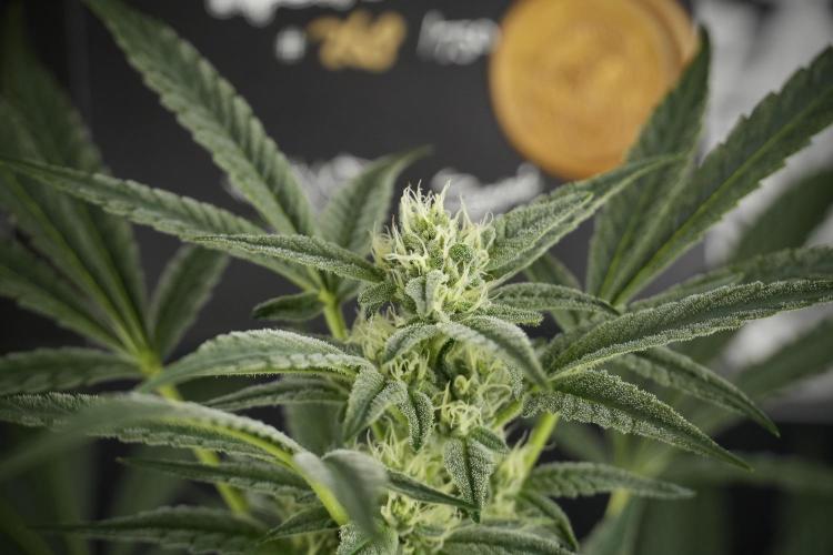 TicaL X Zamnesia-NectarDrip pack#268/750. Week 10 - Nectar Drip no Veg 12/12 from seed 
