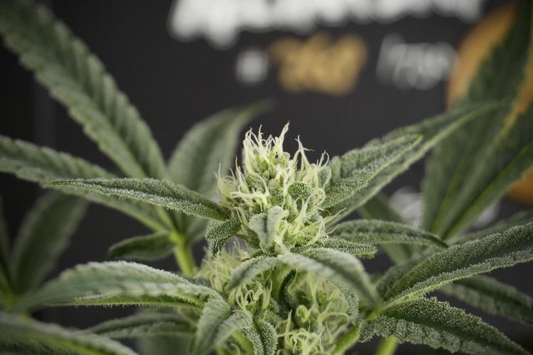 TicaL X Zamnesia-NectarDrip pack#268/750. Week 10 - Nectar Drip no Veg 12/12 from seed 