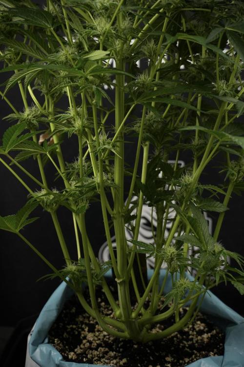 TicaL X Zamnesia-NectarDrip pack#268/750. Week 10 - Nectar Drip no Veg 12/12 from seed 