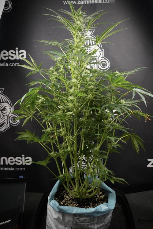 TicaL X Zamnesia-NectarDrip pack#268/750. Week 10 - Nectar Drip no Veg 12/12 from seed 