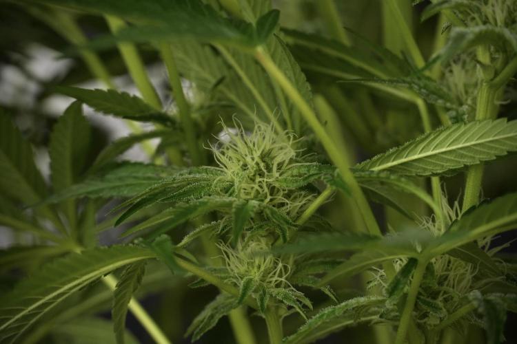 TicaL X Zamnesia-NectarDrip pack#268/750. Week 10 - Nectar Drip no Veg 12/12 from seed 