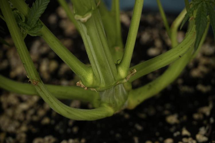 TicaL X Zamnesia-NectarDrip pack#268/750. Week 10 - Nectar Drip no Veg 12/12 from seed 