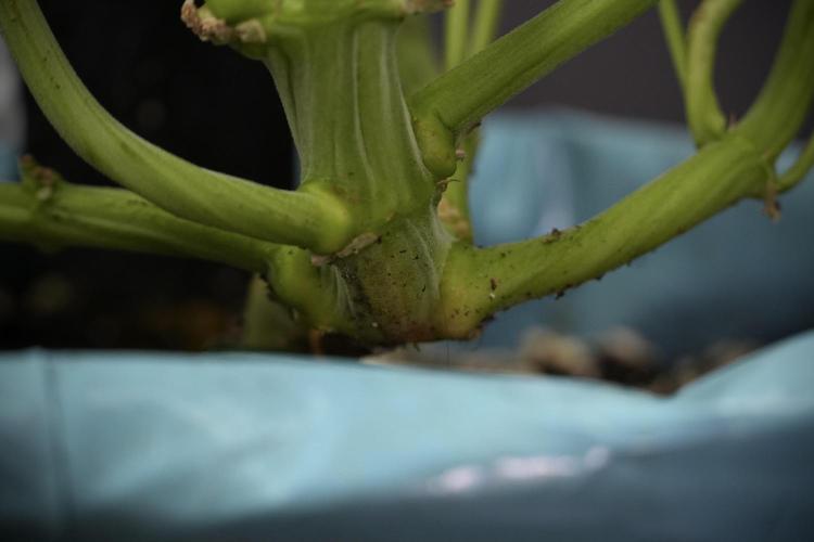 TicaL X Zamnesia-NectarDrip pack#268/750. Week 10 - Nectar Drip no Veg 12/12 from seed 