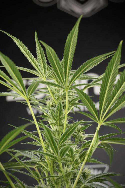 TicaL X Zamnesia-NectarDrip pack#268/750. Week 10 - Nectar Drip no Veg 12/12 from seed 