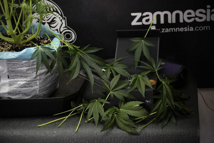 TicaL X Zamnesia-NectarDrip pack#268/750. Week 10 - Nectar Drip no Veg 12/12 from seed 