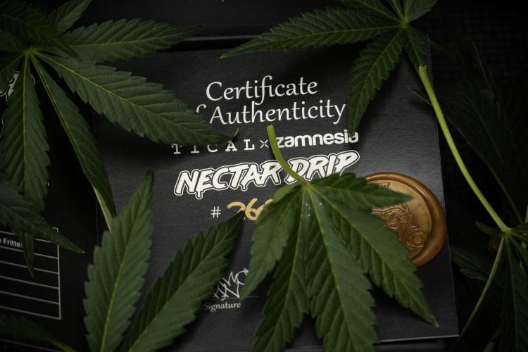 TicaL X Zamnesia-NectarDrip pack#268/750. Week 10 - Nectar Drip no Veg 12/12 from seed 
