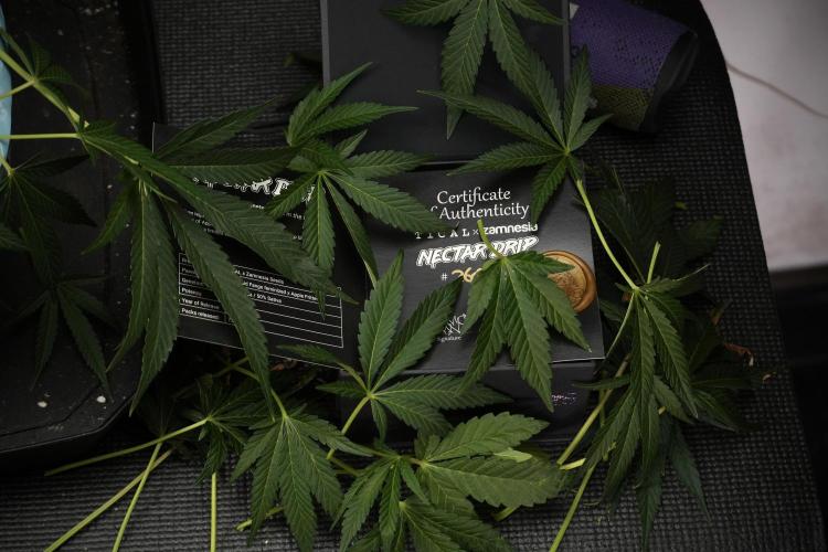 TicaL X Zamnesia-NectarDrip pack#268/750. Week 10 - Nectar Drip no Veg 12/12 from seed 