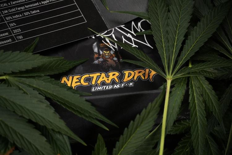TicaL X Zamnesia-NectarDrip pack#268/750. Week 10 - Nectar Drip no Veg 12/12 from seed 