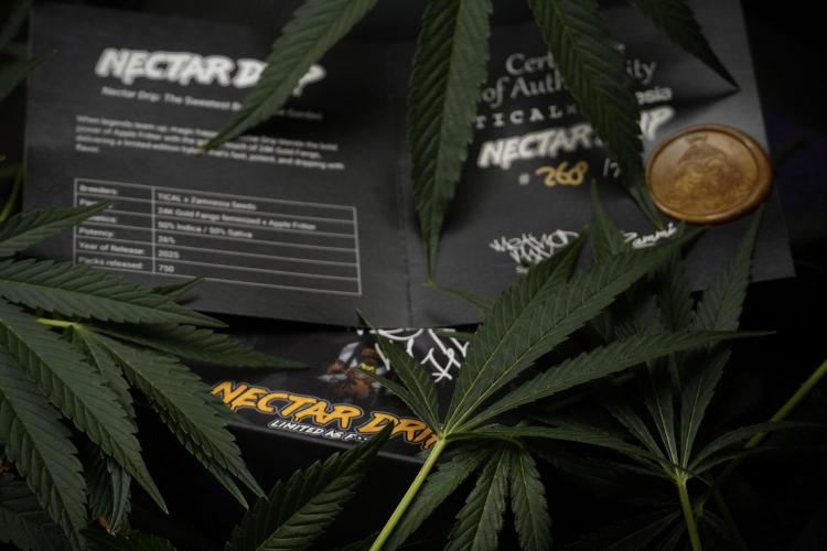 TicaL X Zamnesia-NectarDrip pack#268/750. Week 10 - Nectar Drip no Veg 12/12 from seed 