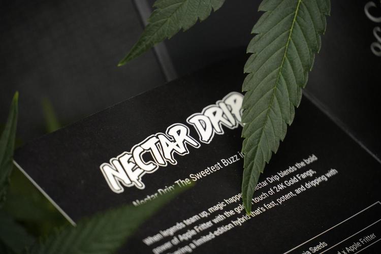 TicaL X Zamnesia-NectarDrip pack#268/750. Week 10 - Nectar Drip no Veg 12/12 from seed 