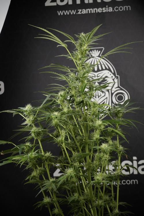 TicaL X Zamnesia-NectarDrip pack#268/750. Week 10 - Nectar Drip no Veg 12/12 from seed 