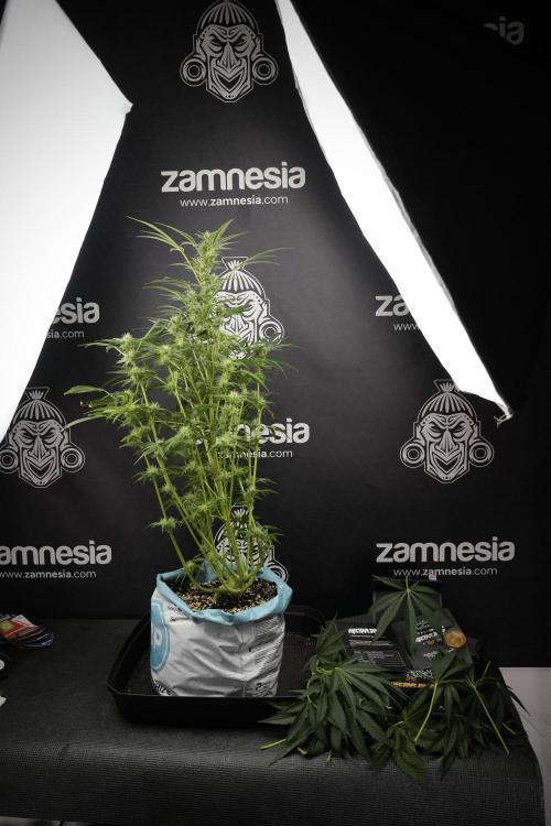 TicaL X Zamnesia-NectarDrip pack#268/750. Week 10 - Nectar Drip no Veg 12/12 from seed 