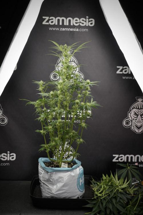 TicaL X Zamnesia-NectarDrip pack#268/750. Week 10 - Nectar Drip no Veg 12/12 from seed 