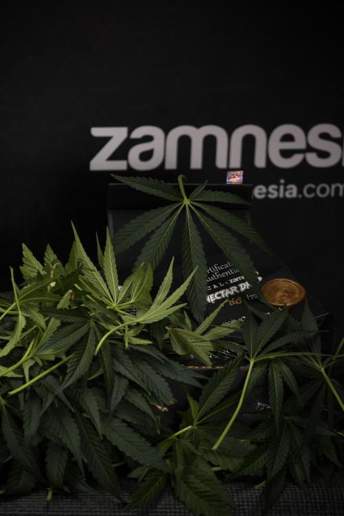 TicaL X Zamnesia-NectarDrip pack#268/750. Week 10 - Nectar Drip no Veg 12/12 from seed 