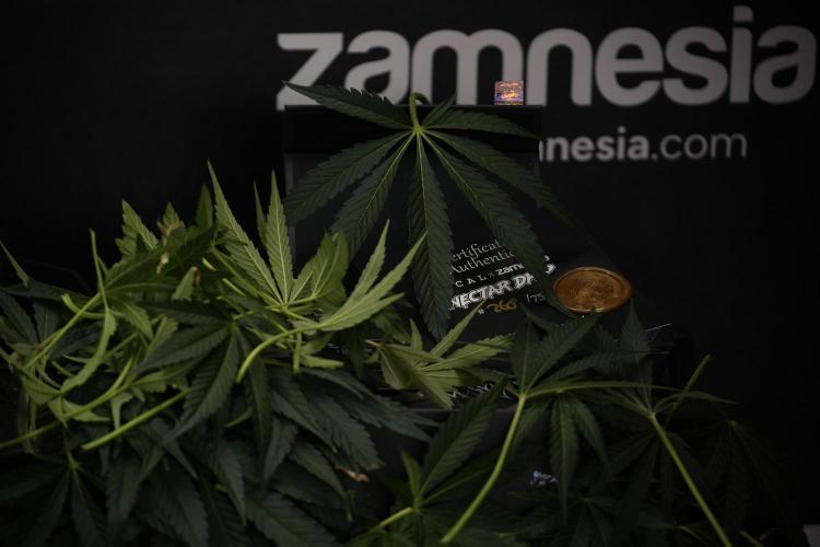TicaL X Zamnesia-NectarDrip pack#268/750. Week 10 - Nectar Drip no Veg 12/12 from seed 