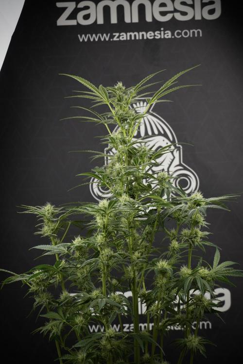 TicaL X Zamnesia-NectarDrip pack#268/750. Week 10 - Nectar Drip no Veg 12/12 from seed 
