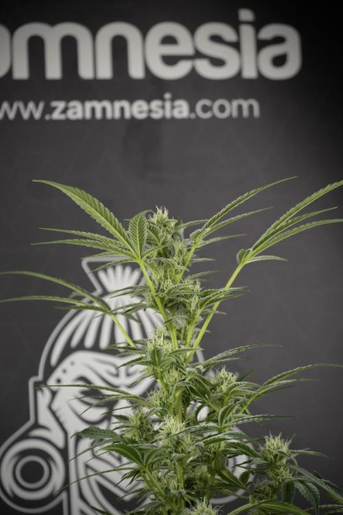 TicaL X Zamnesia-NectarDrip pack#268/750. Week 10 - Nectar Drip no Veg 12/12 from seed 