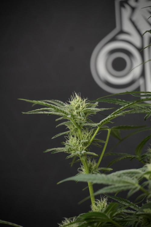 TicaL X Zamnesia-NectarDrip pack#268/750. Week 10 - Nectar Drip no Veg 12/12 from seed 