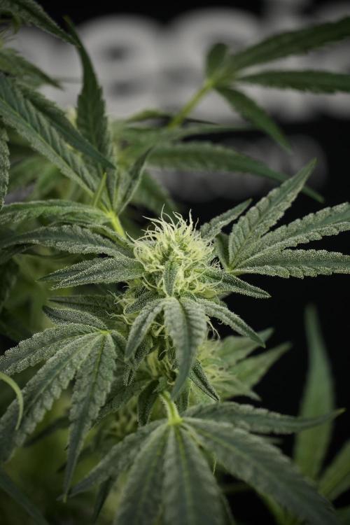 TicaL X Zamnesia-NectarDrip pack#268/750. Week 10 - Nectar Drip no Veg 12/12 from seed 