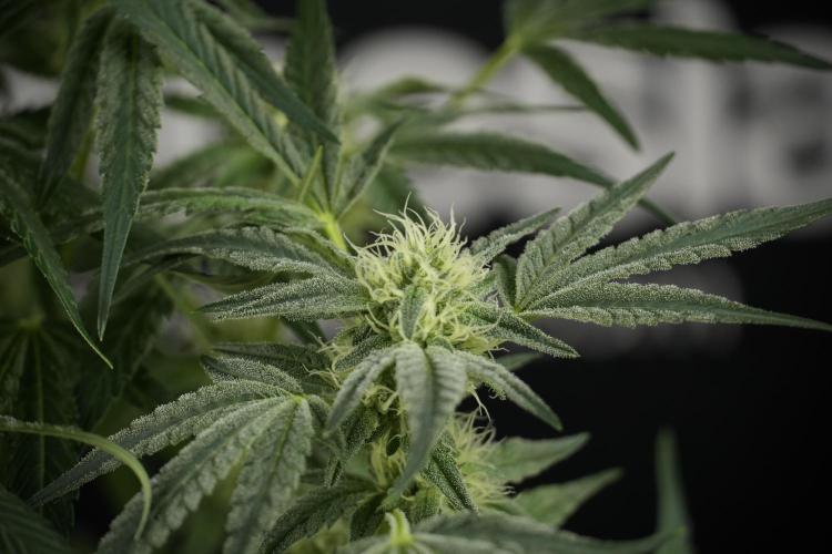 TicaL X Zamnesia-NectarDrip pack#268/750. Week 10 - Nectar Drip no Veg 12/12 from seed 