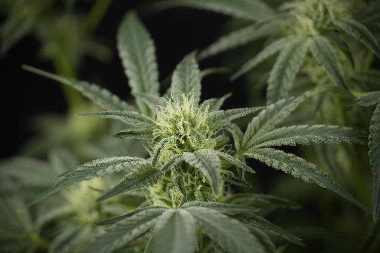 TicaL X Zamnesia-NectarDrip pack#268/750. Week 10 - Nectar Drip no Veg 12/12 from seed 